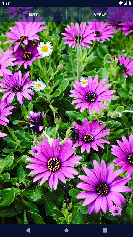 Colourtone screenshot image 3_latestmodsapk.com