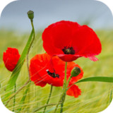 Poppy Flower Live Wallpaper_latestmodsapk.com